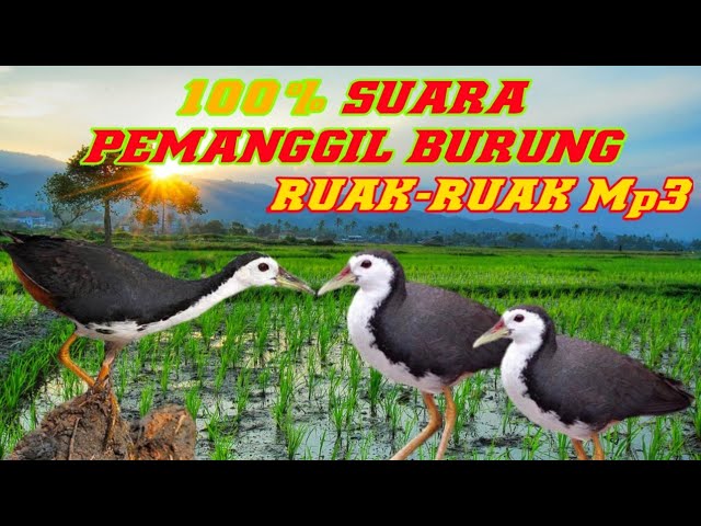 🔴TERBARU SUARA PIKAT//PEMANGGIL RUAK RUAK PALING AMPUH DURASI 10MENIT PALING JERNIH class=