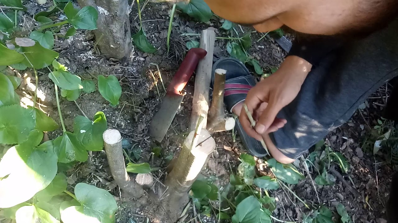 تطعيم البري بالزيتون بالقلم عن طريق الشق