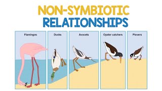 Non Symbiotic Relationships | Biology Animation