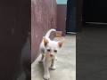 Cat fighting 🙀😻😻 #shorts #cat #catfighting #shortsfeed #animal #usashorts #usa #trending