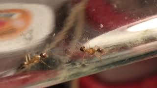 Small Camponotus semitestaceus colony.