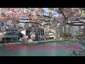 Stunning Full Bloom Cherry Blossom in Fukuoka Japan along the river