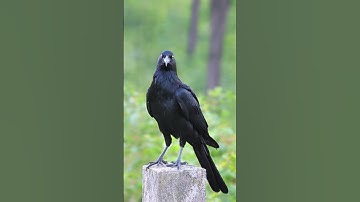 Amazing Crow Sound effect #shorts #sound