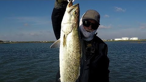 Big Dec  Trout And Redfish On A Wakebait