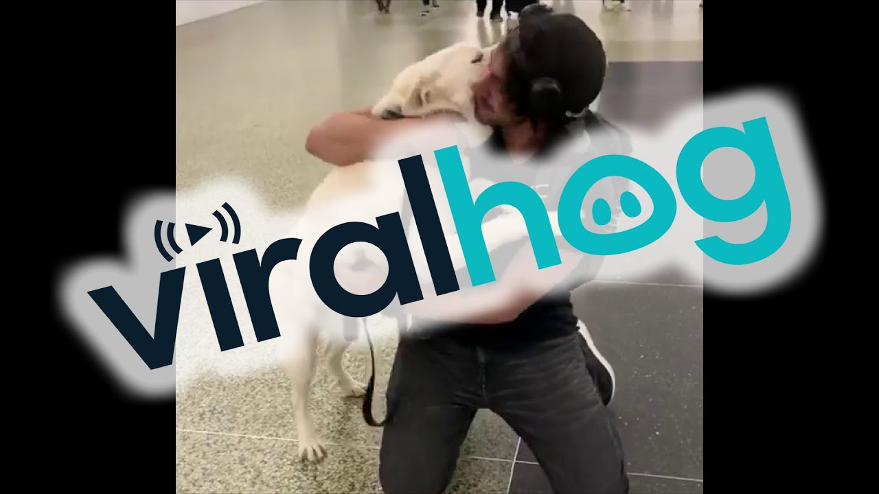 Super Excited Doggo Dives in for Airport Reunion || ViralHog