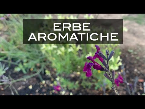 Video: Piante Per Giardino Aromatico In Camera