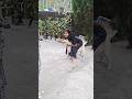 Keno Ball Kere Niccho Shorts Viralshorts Funnyvideos Petsofyoutube Labrador Doglover Keno Ball Kere Niccho Shorts Viralshorts Funnyvideos Petsofyoutube Labrador Doglover
