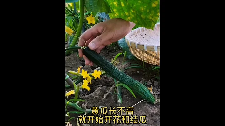 黃瓜的種植方法真的會影響產量嗎？到底是移栽好還是直接播種好？↘️家庭菜園有機種植 - 天天要聞