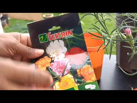 Vídeo: O que é uma planta de cravo rosa: dicas sobre como cultivar cravo rosa em jardins de ervas