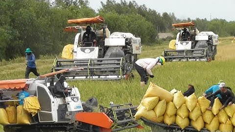 ba máy cắt 105 binh tóc độ cắt lúa ô em cắt rất nhanh giá lúa 9400₫K tập91#maibangtv