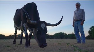 FOREVER HOME - A Long Road for Longhorns by argofilms 223 views 1 year ago 2 minutes, 12 seconds