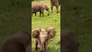 Baby Elephant?