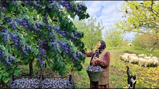 Collection of Black Plums. Making Jam and Pie. Pickling Green Tomatoes for the Winter. by Kənd Dadı 25,772 views 1 month ago 36 minutes