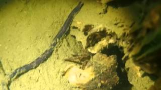 Grevelingen - Lineus Longissimus - Snoerworm 2013 11 26