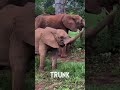 Baby Elephant Struggle With It's Cute Small Trunk😂 Explained By The Singing Teacher