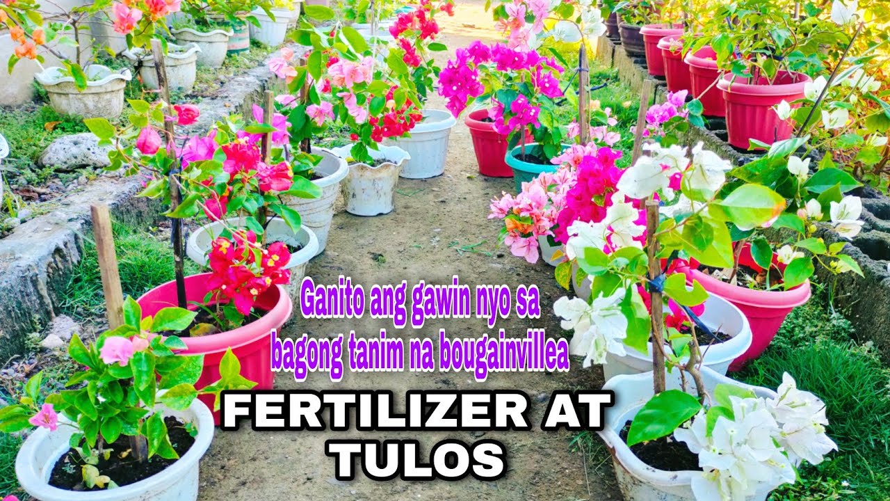 Wow ang ganda! | Alamin kung bakit mahalaga ang  paglalagay ng tulos at fertilizer sa young bougies?