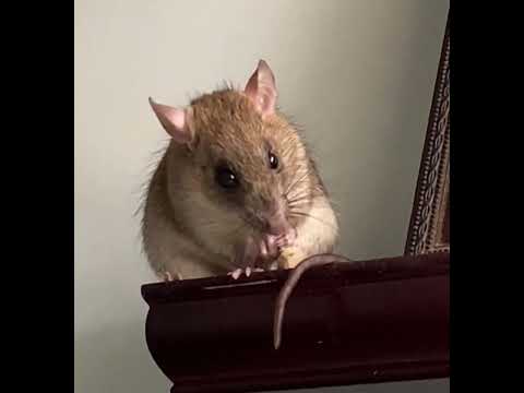 Thimbleberry Grooming Himself