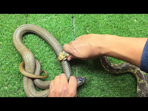 تأثير سموم الكوبرا المصرية على الكوبرا الهندية الباصقة مع احمد الدكرونى