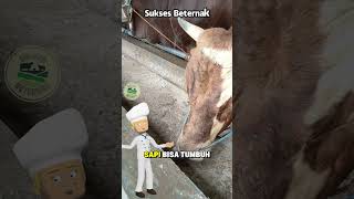 ADA YANG UDAH KENAL SAMA ZEOLIT INI?!!! #lampung #domba #belajarternakkambing #suksesbeternak #ikan
