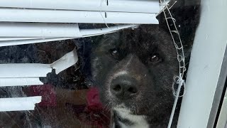 P-lo American Akita 60lbs 4yrs & Shiesty 40lbs 1yr❤️🐕 3/27-3/31