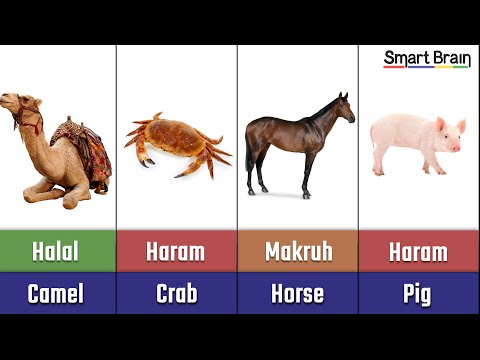 Halal and Haram animal meat in Islam