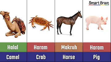 ¿Los caballos son haram?