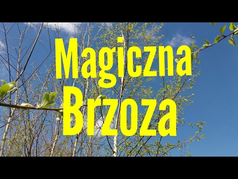 Wideo: Magiczne Moce Brzozy