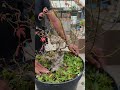 Melepas Kawat Bonsai Maple #bonsai #wiring #perawatanbonsai #bonsaimame #pruning