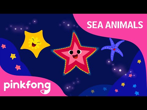 Shooby dooby doo Starfish | Sea Animals Song | Pinkfong Songs for Children