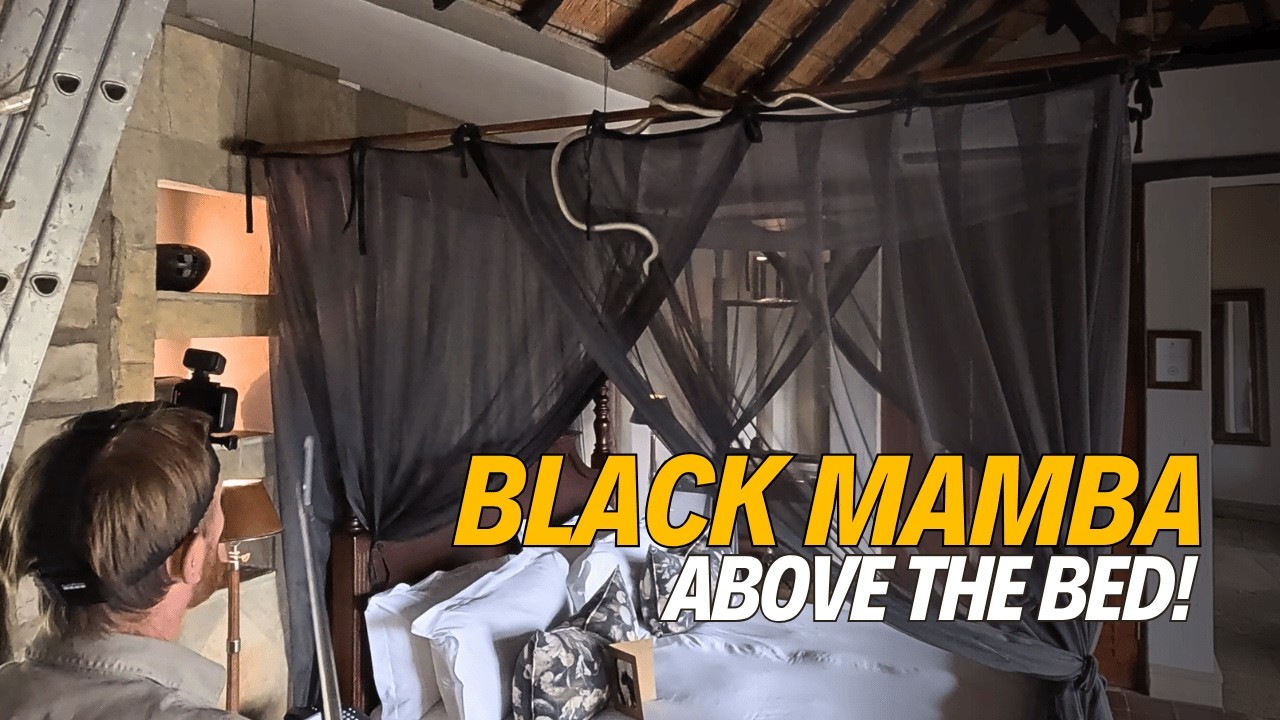 Black Mamba Hiding Above a Bed in a Safari Lodge!
