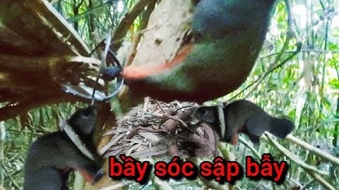 lên rừng thăm bẫy chồn.sập cạm liên tục gỡ mọi tay
