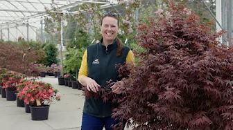 PETITTI Japanese Maple Tree Spotlight | How to Grow and Care For Acer palmatum