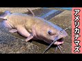 ㊵[“霞ヶ浦アメリカナマズ3連続”] 危険外来種アメリカナマズ入れ食い