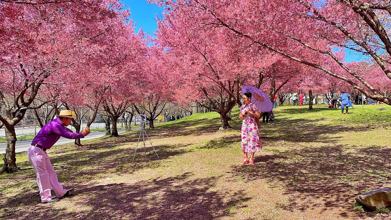 ⁴ᴷ⁶⁰ Cherry Blossom in New York City 2021 Flushing Meadows Corona