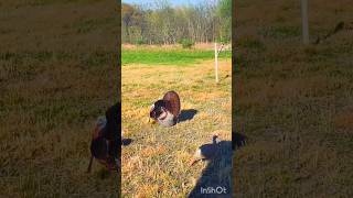«Очаровательная игра индюков в сказочном лесу»#turkey#hunting #shortvideo#shortsviral#