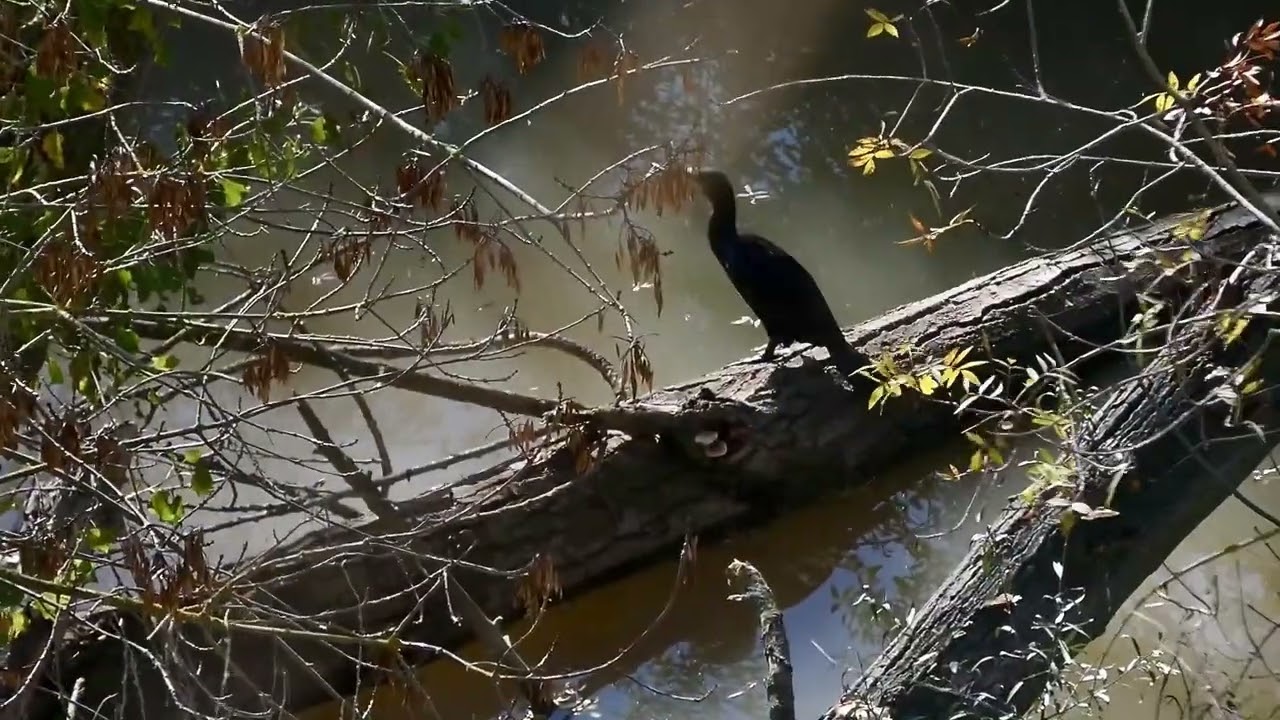 Cormorán grande (Phalacrocorax carbo)