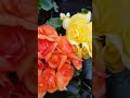 فكرت جبلك ورد نانسي عجرم Shortsfeed مساء الخير فكرت جبلك ورد نانسي عجرم Shortsfeed مساء الخير