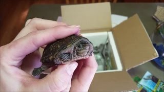 Turtle Unboxing 2 Musk Turtle Facts!