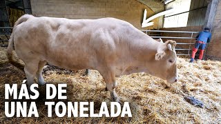🔥COMPRO un BUEY Auténtico en medio del MONTE | Tradiciones PERDIDAS | Etxezarreta
