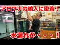 【ショップ訪問】輸入密着!レッドアロワナ50匹入荷!アロワナ専門店ラフレシア #アロワナ #高級魚 #aquarium #アクアリウム #大型魚 #アジアアロワナ #アロワナ #古代魚 #紅龍