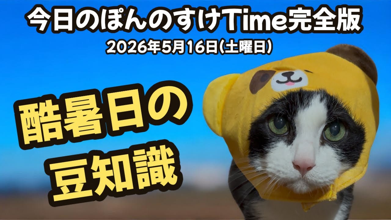 くまのすけです！ 今日のぽんのすけTime完全版 2026年5月16日(土曜日) DAISOクマ - YouTube