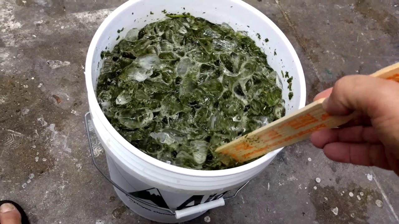 Outdoor grow 2017,  "BUBBLE HASH"  final update