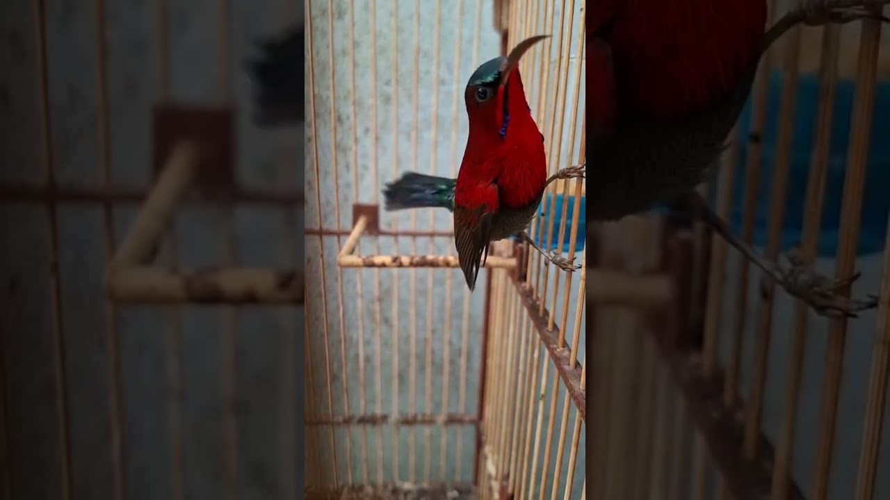 นกกินปลีคอแดง #นกกินปลี  