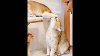 The kittens have grown up, but mom remains mom.