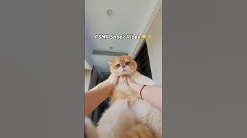 ASMR Treat Time 🐱🎧 | Insta360 GO 3S