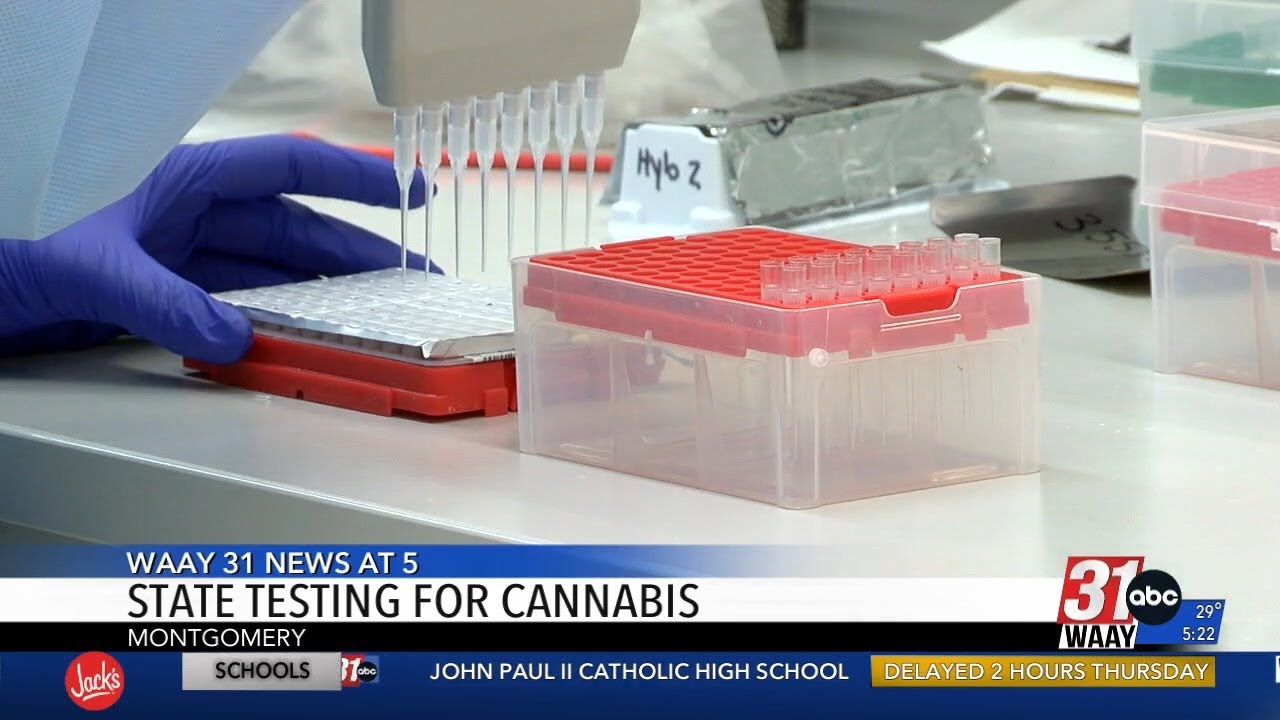 State testing for cannabis - YouTube