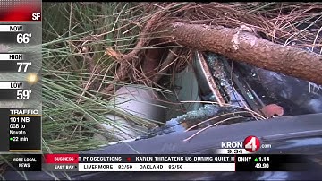 High Winds Knock Down Trees