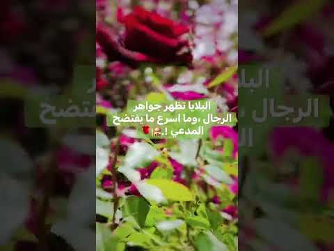 من طلب المعالي استقبل الع والي ومن لازم الرق اد فاته الم راد ومن دام كسله خاب أمله