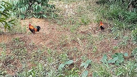 Bẫy gà rừng rặc 6-1-2022 Bổi già quá sung #Cuab qaib qus tuaj zoo heev