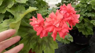 картинка: Цветение зонартиковых гибридов(новинки и 